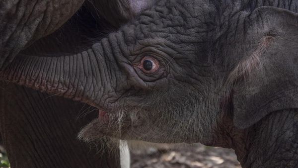 Penampakan Anak Gajah Sumatera yang Lahir di TN Tesso Nilo