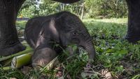 5 Potret Menggemaskan Anak Gajah yang Lahir di Taman Nasional Tesso Nilo