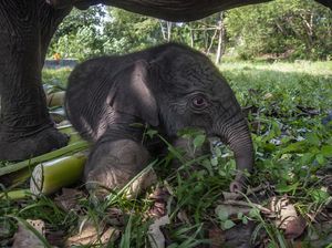 5 Potret Menggemaskan Anak Gajah yang Lahir di Taman Nasional Tesso Nilo 5 Potret Menggemaskan Anak Gajah yang Lahir di Taman Nasional Tesso Nilo