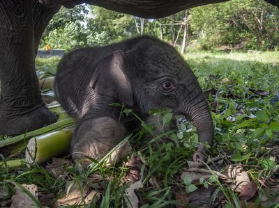 5 Potret Menggemaskan Anak Gajah yang Lahir di Taman Nasional Tesso Nilo