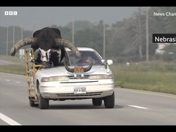 Agak Lain Ini, Bawa Banteng Jalan-jalan sampai Potong Badan Mobil