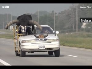 Agak Lain Ini, Bawa Banteng Jalan-jalan sampai Potong Badan Mobil Agak Lain Ini, Bawa Banteng Jalan-jalan sampai Potong Badan Mobil