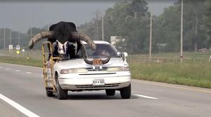 Di Luar Nalar, Banteng Raksasa Numpang di Mobil Sedan