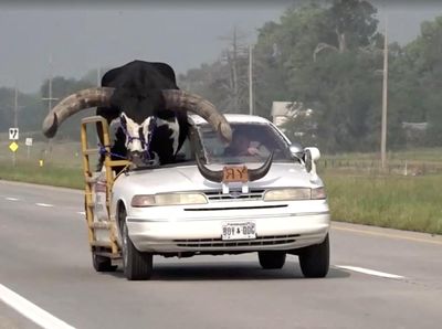 Di Luar Nalar, Banteng Raksasa Numpang di Mobil Sedan