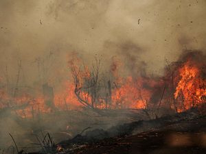 Penampakan Kobaran Api Lalap Hutan dan Lahan di Palangka Raya