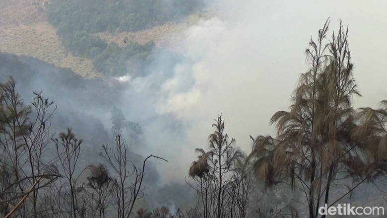 Kebakaran Hutan TNBTS Masih Belum Padam, Ini Kendalanya
