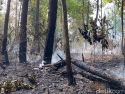 Kronologi Kebakaran Hutan Pendidikan Gunung Walat Sukabumi
