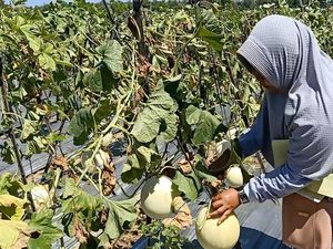 Ada Wisata Petik Buah Melon Artodung di Pamekasan, Healing Yuk!