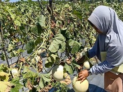 Ada Wisata Petik Buah Melon Artodung di Pamekasan, Healing Yuk!