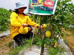 Manisnya Budi Daya Melon Amanda-Golden oleh Warga Desa Mojokerto