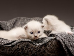 Kerap Lihat Kucing Endus Pantat Sesamanya? Ternyata Mereka Komunikasi dengan Bakteri