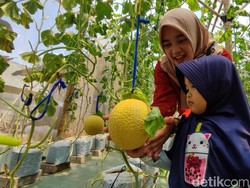 Sensasi Wisata Petik Buah Melon di Ciamis, Bisa Cicip Sebelum Beli