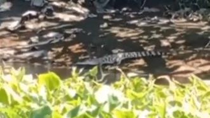 Ada Buaya di Sungai Nginden Surabaya, BPBD Surabaya Gelar Operasi Penyisiran