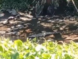 Nelayan Surabaya Yakin Ada Induk Buaya di Sekitar Sungai Nginden