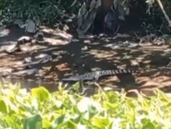 Nelayan Surabaya Yakin Ada Induk Buaya di Sekitar Sungai Nginden