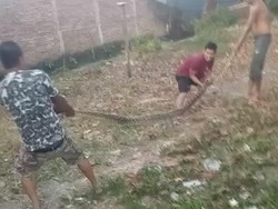Warga di Bone Tangkap Ular Piton 5 Meter gegara Mangsa 2 Ekor Ayam