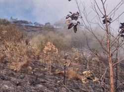 Kebakaran di Gunung Sumbing Sudah Padam, Pendakian Masih Ditutup