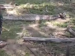 Ular Piton 3,5 Meter di Mamuju Tengah Dibunuh Warga Usai Mangsa Anjing