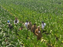 Pemkab Gresik Mau Buatkan Sumur di Lahan Tembakau Pakai Dana Hasil Cukai