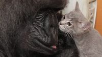 Potret Kekeluargaan Hewan Meski Beda Spesies Bikin Gemas