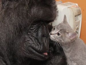 Potret Kekeluargaan Hewan Meski Beda Spesies Bikin Gemas Potret Kekeluargaan Hewan Meski Beda Spesies Bikin Gemas