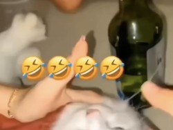 Viral, 3 Wanita di Padang Cekoki Kucing Minuman Keras!