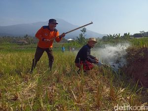 Lomba Gropyok Tikus di Kotayasa Banyumas, Juaranya Dapat Rp 500 Ribu! Lomba Gropyok Tikus di Kotayasa Banyumas, Juaranya Dapat Rp 500 Ribu!