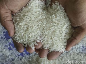 Kabar Beras Sintetis Hebohkan Warga Medan: Aroma Plastik-Membal Dilempar Kabar Beras Sintetis Hebohkan Warga Medan: Aroma Plastik-Membal Dilempar