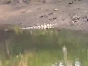 Buaya yang Dicari BPBD Surabaya Kembali Terlihat di Dekat Jembatan Nginden