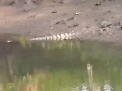 Buaya yang Dicari BPBD Surabaya Kembali Terlihat di Dekat Jembatan Nginden