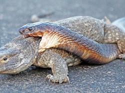 Video Pertarungan King Kobra Vs Biawak Viral Ditonton 10 Juta Kali