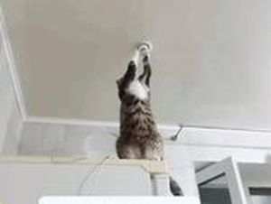 Kocak! Kucing Bisa Betulin Lampu Bohlam Sampai Nyala, Netizen Heboh