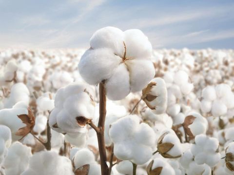 MamyPoko Royal Soft dengan organic cotton menggunakan bahan organik yang bebas kimia/