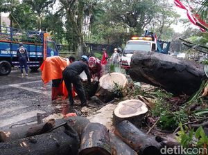 Ratusan Pengajuan Penebangan-Perantingan Pohon di Kota Malang Ditolak