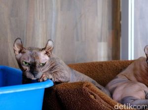 Potret Bisnis Kucing Sultan, Harga Tembus Rp 150 Juta/Ekor Potret Bisnis Kucing Sultan, Harga Tembus Rp 150 Juta/Ekor