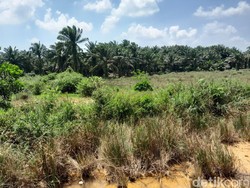 Air Bendungan Tak Sampai, Petani Telantarkan Sawah Padi dan Tanam Sawit