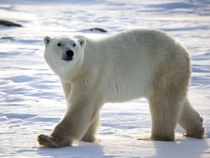 Hari Hewan Sedunia 4 Oktober 2023: Begini Sejarah, Tema, dan Cara Memperingati