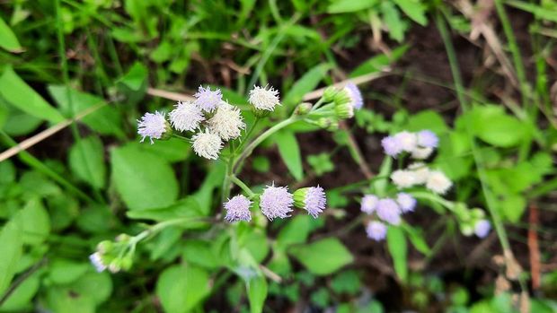 Babadotan or bandotan or Ageratum conyzoides, a purple wild flower with a bokeh background