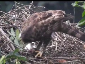 Anak Garuda Menetas di Gunung Gede Pangrango Bertambah Jadi 3 Ekor