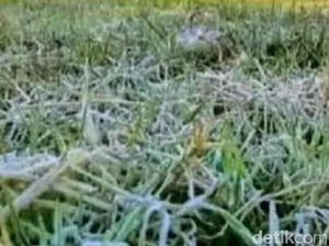 Brrrr! Fenomena Embun Salju Selimuti Kawasan Ijen Bondowoso Brrrr! Fenomena Embun Salju Selimuti Kawasan Ijen Bondowoso
