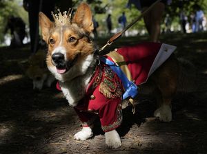 Parade Anjing Corgi Kenang Satu Tahun Kepergian Ratu Elizabeth II
