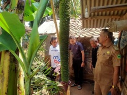 Wow! Pohon Pisang di Kuningan Tumbuh Tandan hingga 2 Meter