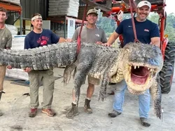 Aligator Terpanjang dalam Sejarah Ditangkap