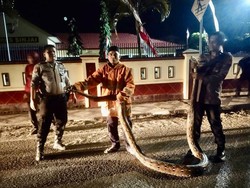 Ular Piton 7 Meter Diamankan di Sinjai, Memang Bisa Sebesar Itu?