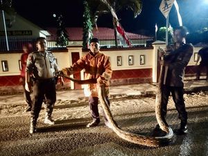 Ular Piton 7 Meter Ditemukan di Depan Mapolres Sinjai, Damkar Evakuasi Ular Piton 7 Meter Ditemukan di Depan Mapolres Sinjai, Damkar Evakuasi