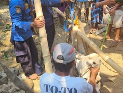 Sapi Tercebur di Septic Tank Terpaksa Disembelih Setelah Gagal Dievakuasi