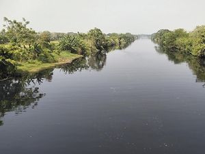 Sungai Ciujung Serang Menghitam dan Bau Comberan, Ikan-ikan Mati Sungai Ciujung Serang Menghitam dan Bau Comberan, Ikan-ikan Mati