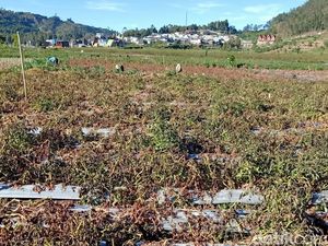 Embun Es Dieng Ternyata Bikin Tanah Subur, Begini Penjelasannya Embun Es Dieng Ternyata Bikin Tanah Subur, Begini Penjelasannya