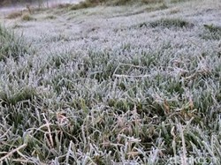 Fenomena Embun Salju Selimuti Kawasan Ijen Bondowoso Bikin Sayuran Rusak