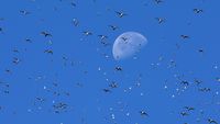 Fenomena Ribuan Burung Penuhi Langit Inggris Saat Bulan Pasang